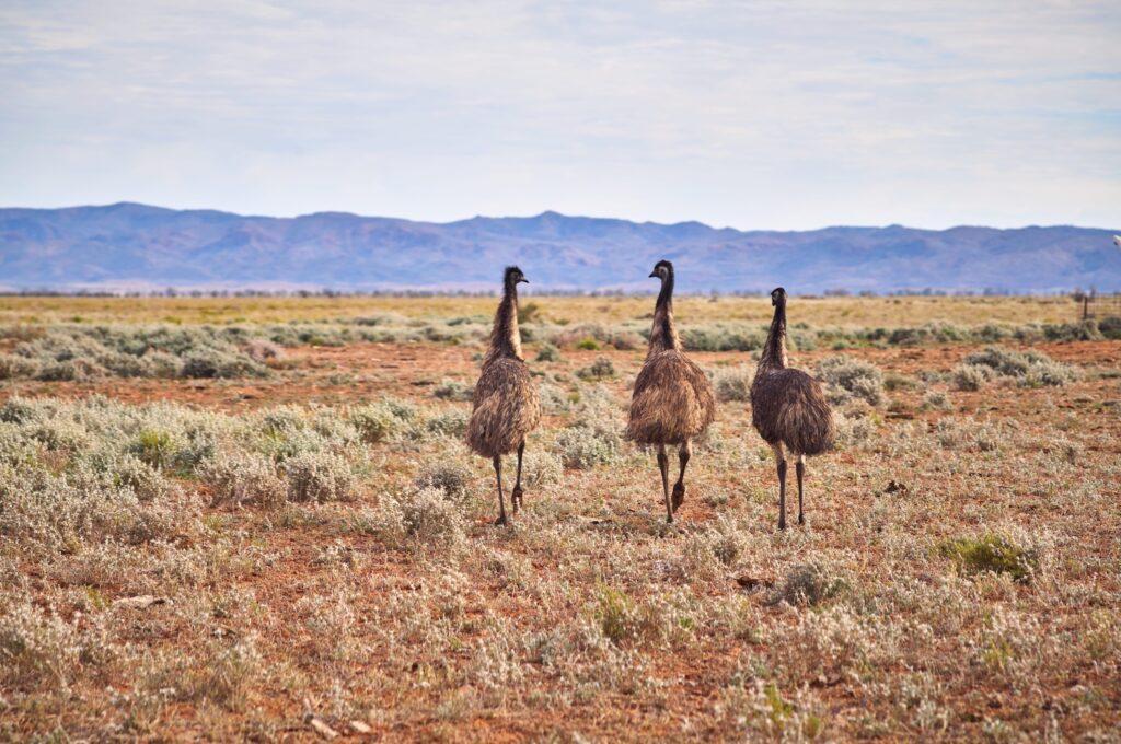 Arkaroola