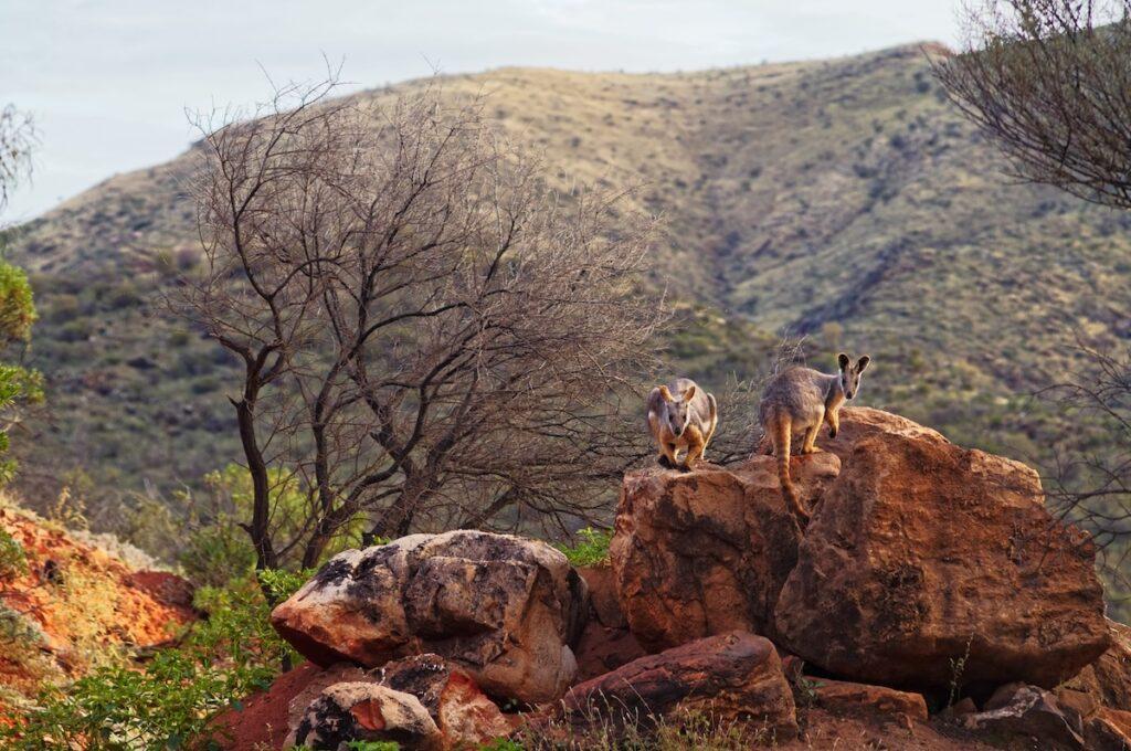 Arkaroola featured in Territory Series